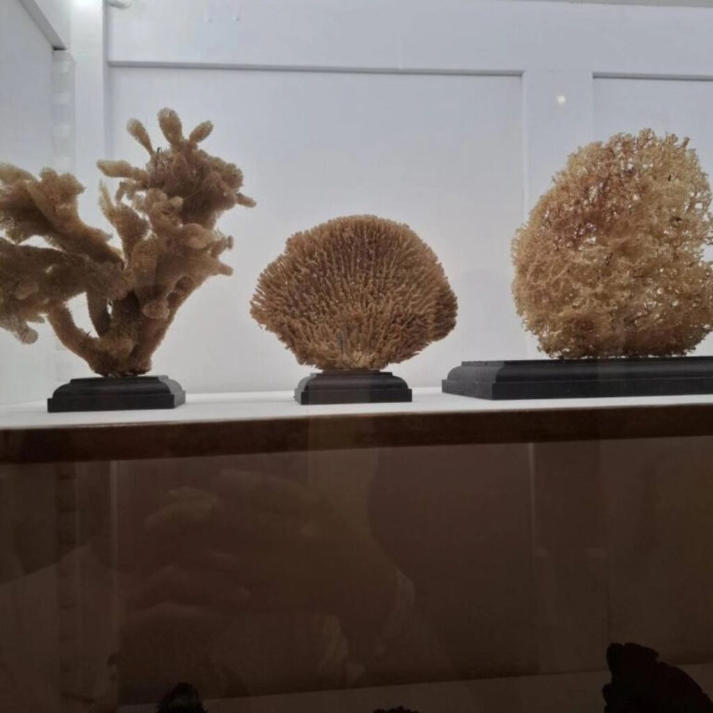 558280399 1380112224118564 2666746688806378368 n